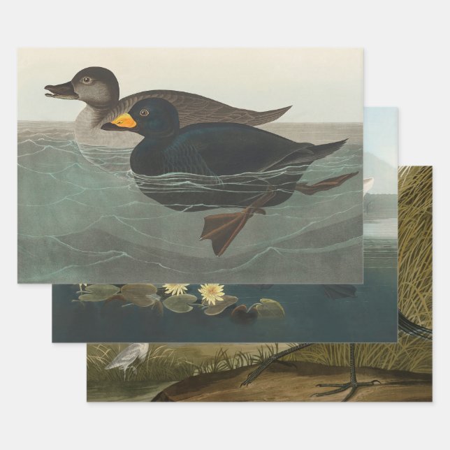 Feuille De Papier Cadeau Audubon American Scoter Duck Classic (Lot)