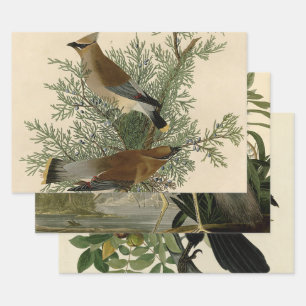 Feuille De Papier Cadeau Audubon Cèdre cire oiseau