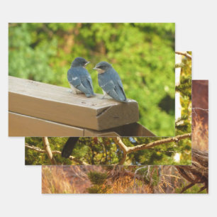 Feuille De Papier Cadeau Bébé Grange hirondelle Nature Oiseau Photographie