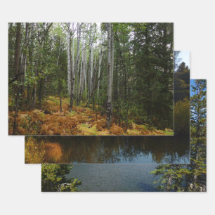 Feuille De Papier Cadeau Birch Trees blancs et fougères d'automne à Rocky M