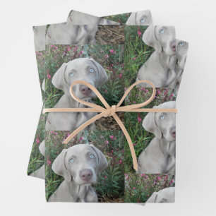 Feuille De Papier Cadeau Brooklyn's Garden Party - Weimaraner Dog