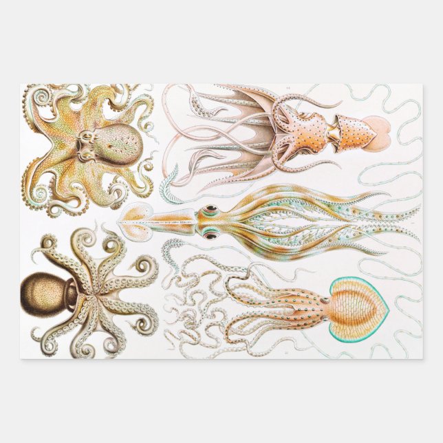 Feuille De Papier Cadeau Calmar de poulpe, Gamochonia, par Ernst Haeckel (Devant)