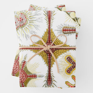 Feuille De Papier Cadeau Chamomile sauvage par Ernst Haeckel, Nature Vintag