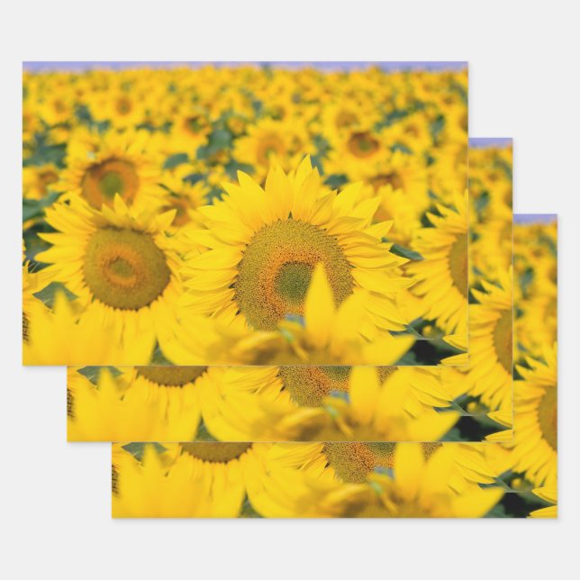 Feuille De Papier Cadeau Champ jaune de tournesols photo (Lot)