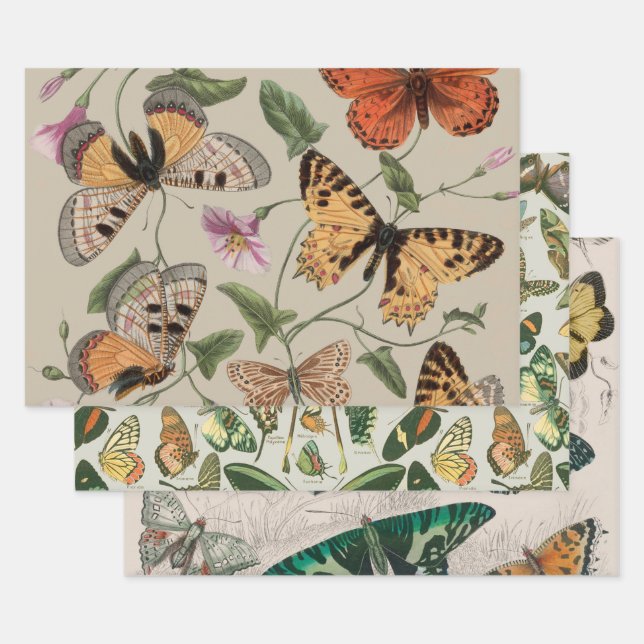 Feuille De Papier Cadeau Collection de la papillon Moth Nature Dessin (Lot)