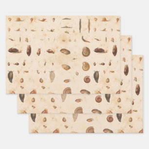 Feuille De Papier Cadeau Coquillage vintage et escargot