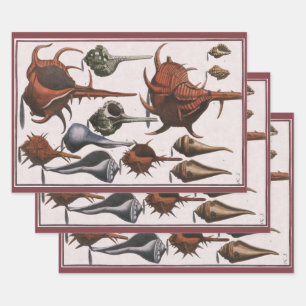 Feuille De Papier Cadeau Coquillages, Coquillages de mer vintage, Vie marin