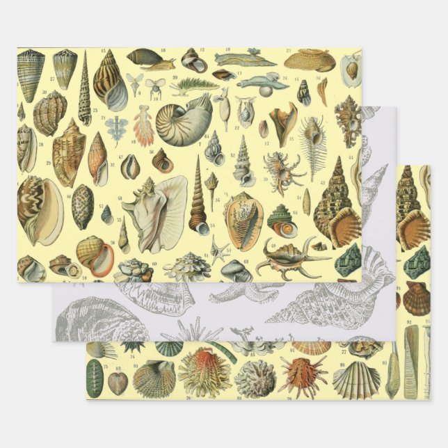 Feuille De Papier Cadeau Coquillages de coquillages Mollusk Clam Élégant Ar (Lot)