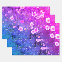 Cosmos bipinnatus rose Fleurs en pleine floraison