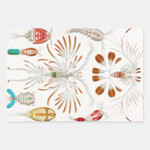 Feuille De Papier Cadeau Crustacés de la vie marine, Copepoda par Ernst Hae
