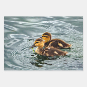 Feuille De Papier Cadeau Cute Mallard Ducklings Photo