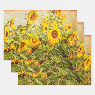 Feuille De Papier Cadeau Dégagement du terrain de tournesol Antique Vintage