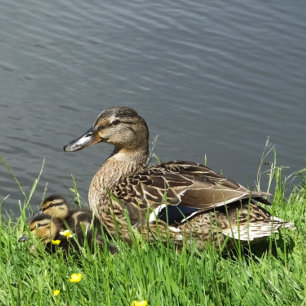 FEUILLE DE PAPIER CADEAU DUCK ET DUCKLINES