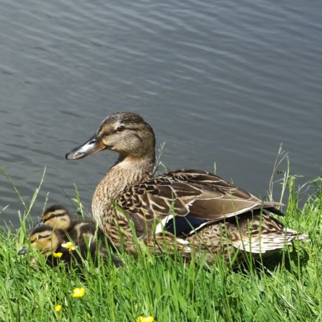FEUILLE DE PAPIER CADEAU DUCK ET DUCKLINES (A female Mallard duck and her adorable ducklings.)