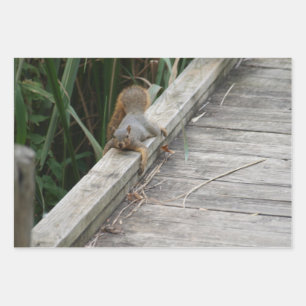 Feuille De Papier Cadeau Écureuil drôle