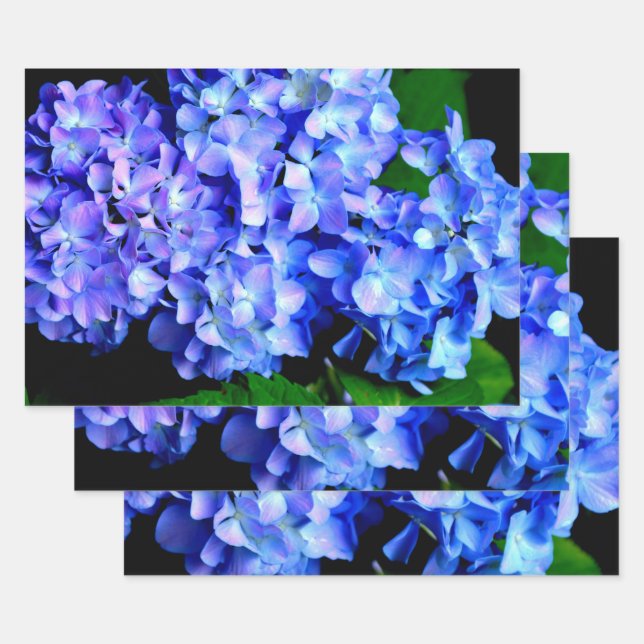 Feuille De Papier Cadeau Élégant bleu violet clair magenta hydrangée floral (Lot)