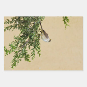 Feuille De Papier Cadeau Épervier