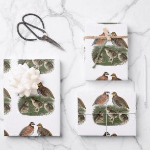 Feuille De Papier Cadeau Famille Bobwhite Quail