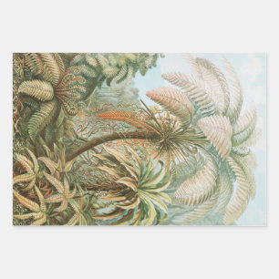 Feuille De Papier Cadeau Ferns, Filicinae Laubfarne par Ernst Haeckel