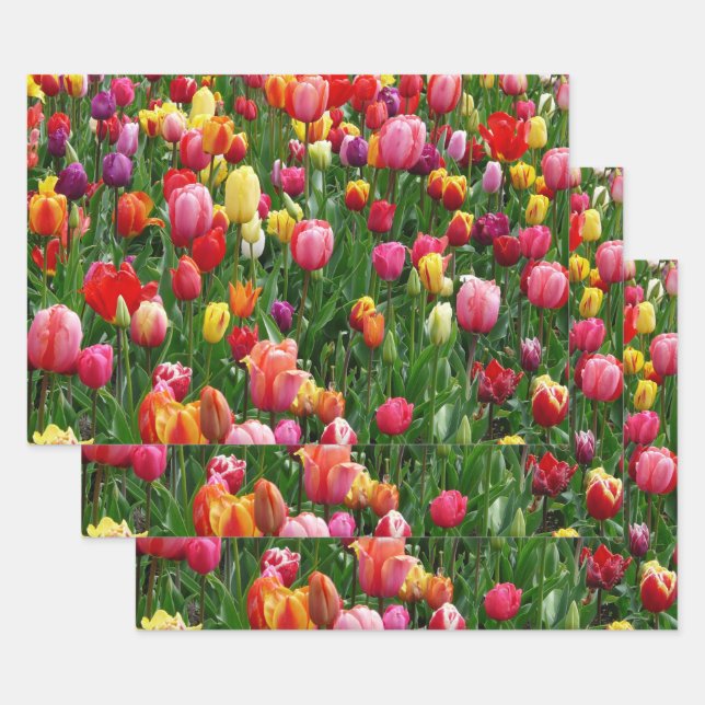 Feuille De Papier Cadeau Festival de Tulip (Lot)