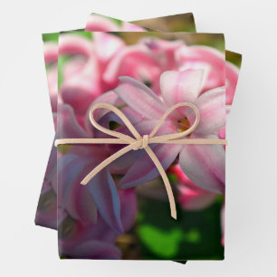 Feuille De Papier Cadeau Fleur Pastel Pink Hyacinth (Hyacinthus)