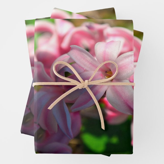 Feuille De Papier Cadeau Fleur Pastel Pink Hyacinth (Hyacinthus) (En situation)