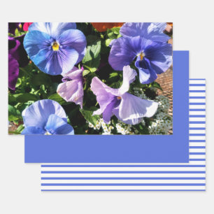 Feuille De Papier Cadeau Fleurs de pensée violettes rayures et uni 