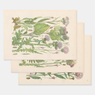 Feuille De Papier Cadeau Flore illustrée d'Europe centrale de Gustav Hegi