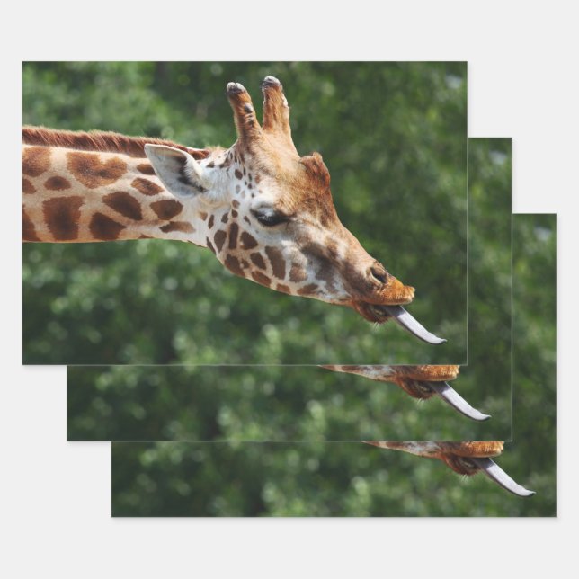 Feuille De Papier Cadeau Girafe avec langue épuisée (Lot)