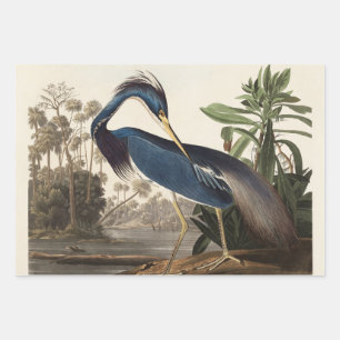 Feuille De Papier Cadeau Héron bleu de Louisiane par John Jay Audubon