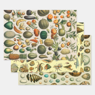 Feuille De Papier Cadeau Illustration scientifique végétale des fruits