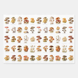 Feuille De Papier Cadeau Illustration Vintage champignons comestibles non c