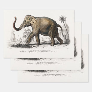Feuille De Papier Cadeau Illustration vintage des éléphants asiatiques de