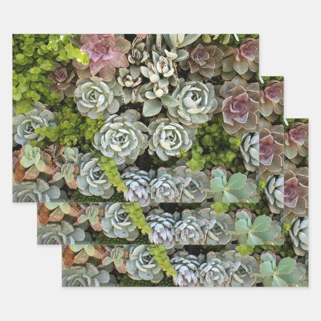 Feuille De Papier Cadeau Jardin Succulent 1 (Lot)