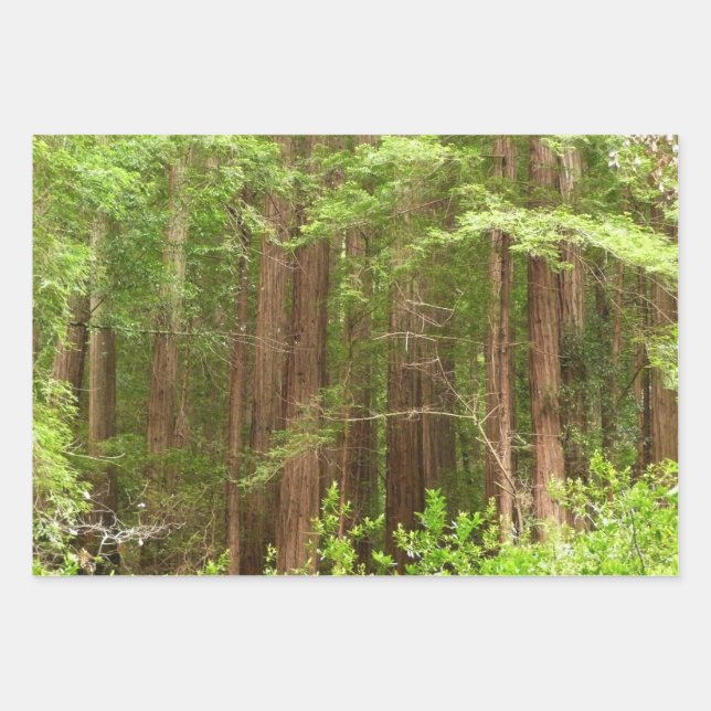 Feuille De Papier Cadeau Les séquoias au monument national de Muir Woods (Devant)