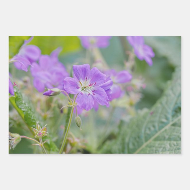Feuille De Papier Cadeau Lilac Fleur sauvage Photo Geranium Fleur botanique (Devant)