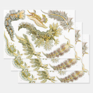 Feuille De Papier Cadeau Limaces de mer par Ernst Haeckel, Nudibranches Vin
