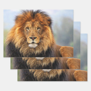 Feuille De Papier Cadeau Lion d'Afrique 1