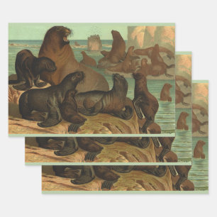 Feuille De Papier Cadeau Lions de mer vintage sur la plage, Vie marine Anim