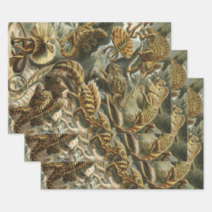 Feuille De Papier Cadeau Lizards par Ernst Haeckel Vintage Lacertilia Anima