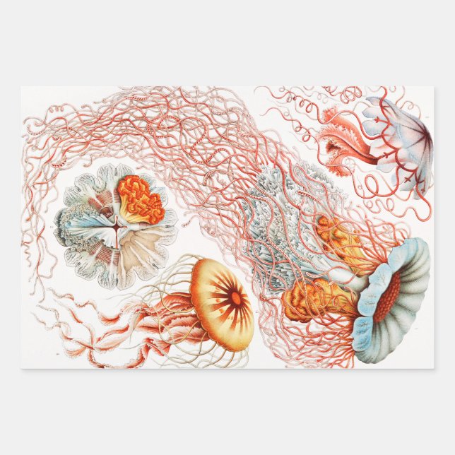 Feuille De Papier Cadeau Méduse, Discomedusae par Ernst Haeckel (Devant)
