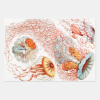 Méduse, Discomedusae par Ernst Haeckel