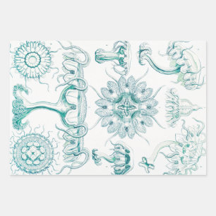 Feuille De Papier Cadeau Méduses, Discomedusae par Ernst Haeckel