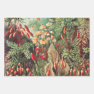 Feuille De Papier Cadeau Mosses, Muscinae Laubmoose par Ernst Haeckel