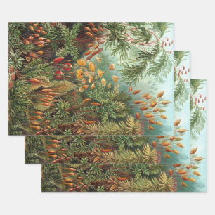 Feuille De Papier Cadeau Muscinae vintage, plantes de mousse par Ernst Haec