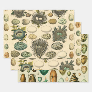 Feuille De Papier Cadeau OEuf vintage Nid Art Peinture OEufs