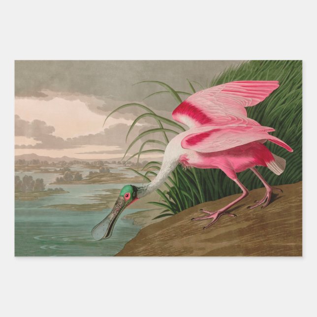 Feuille De Papier Cadeau Oiseaux d'Amérique de spatule de rose Audubon Impr (Devant)