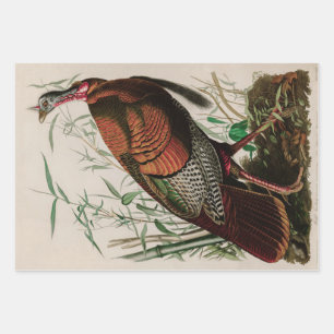 Feuille De Papier Cadeau Oiseaux sauvages de Turquie d'Amérique Audubon Im