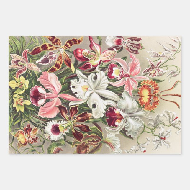 Feuille De Papier Cadeau Orchidées, Orchidées Denusblumen par Ernst Haeckel (Devant)