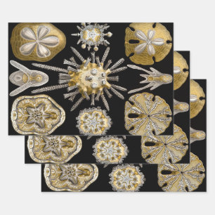 Feuille De Papier Cadeau Oursins Vintage Dollars de Sable par Ernst Haeckel